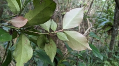 Euonymus tashiroi