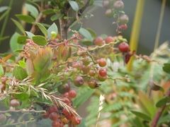 Vaccinium floribundum