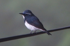Ficedula superciliaris