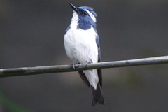 Ficedula superciliaris
