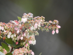 Vaccinium floribundum