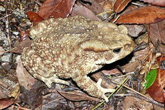 Duttaphrynus himalayanus