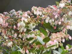 Vaccinium floribundum