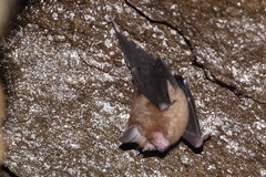 Rhinolophus