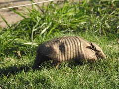 Chaetophractus villosus