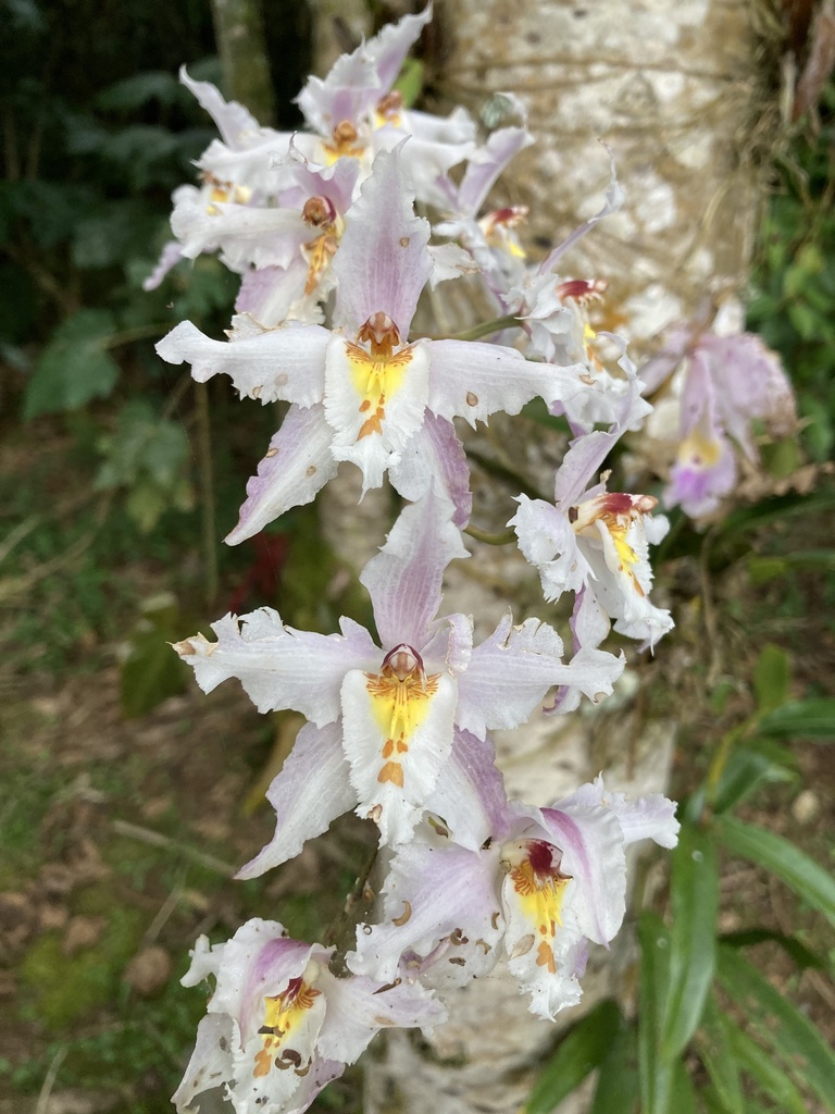 Oncidium alexandrae