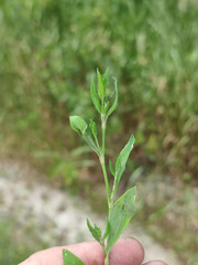 Polygonum aviculare
