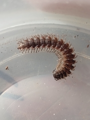 Pseudopolydesmus erasus