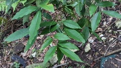 Glycosmis parviflora