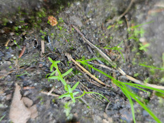 Callitriche palustris