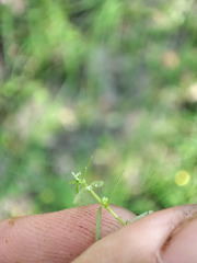 Callitriche palustris