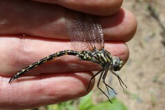 Gomphaeschna furcillata