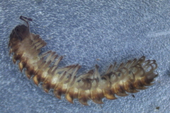 Pseudopolydesmus erasus