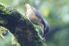 Sitta himalayensis