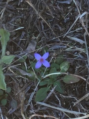 Houstonia pusilla