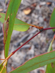 Eurymeloides bicincta