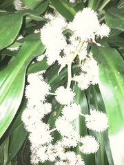 Dracaena fragrans