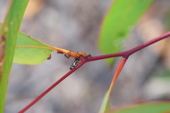 Eurymeloides bicincta