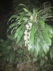 Dracaena fragrans