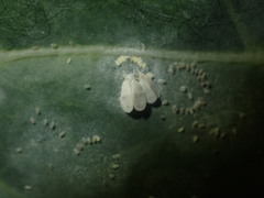 Aleyrodes proletella