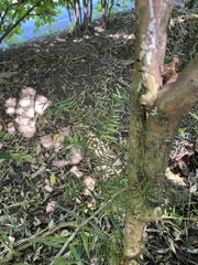 Podocarpus totara