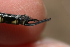 Gomphaeschna furcillata