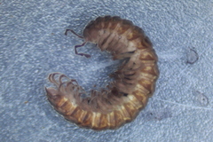 Pseudopolydesmus erasus