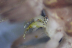 Pseudopolydesmus erasus