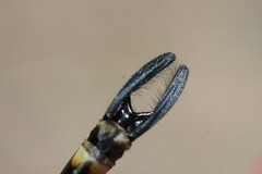 Gomphaeschna furcillata