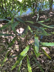 Pseudopanax crassifolius × lessonii