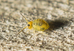 Sminthurinus henshawi