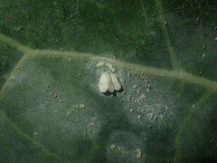 Aleyrodes proletella