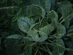 Aleyrodes proletella