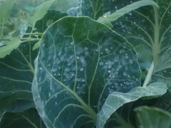 Aleyrodes proletella