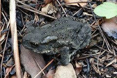 Duttaphrynus himalayanus