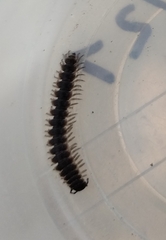 Pseudopolydesmus erasus