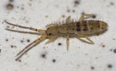 Orchesella ainsliei