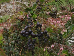 Vaccinium floribundum