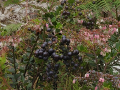 Vaccinium floribundum