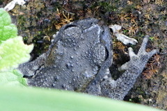 Duttaphrynus himalayanus