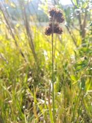 Carex bebbii