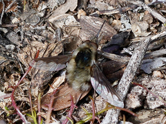 Bombylius