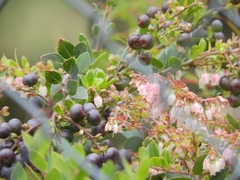Vaccinium floribundum