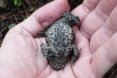 Duttaphrynus himalayanus