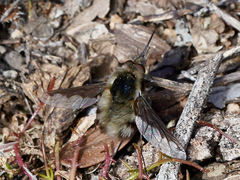 Bombylius