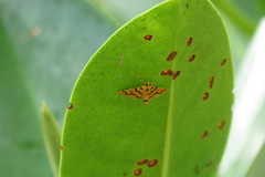 Dichocrocis erixantha