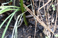 Ablepharus himalayanus