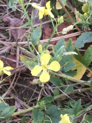 Raphanus raphanistrum