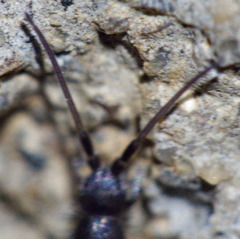 Pogonognathellus bidentatus