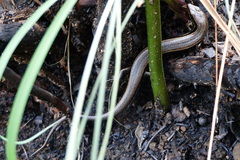 Ablepharus himalayanus